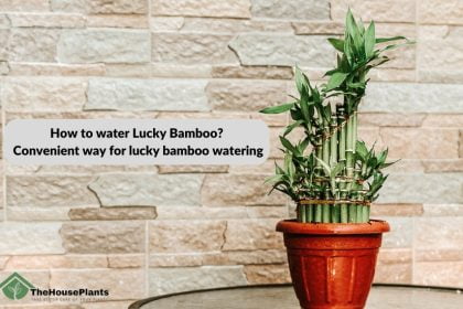 How to water Lucky Bamboo
