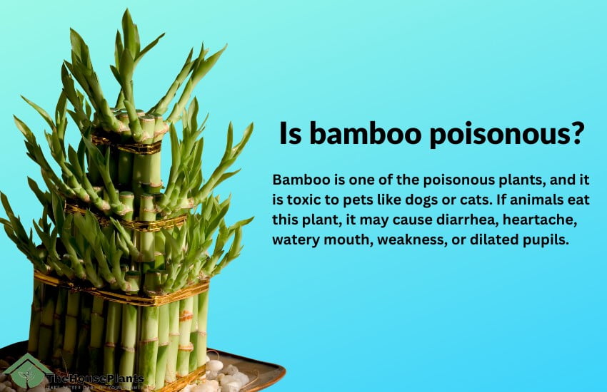 Is bamboo poisonous