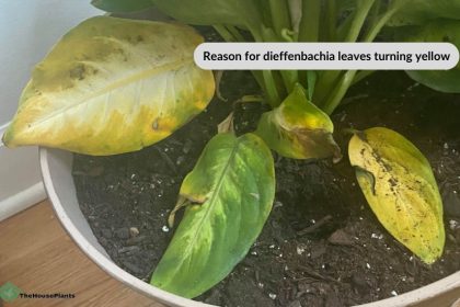 Reason for dieffenbachia leaves turning yellow