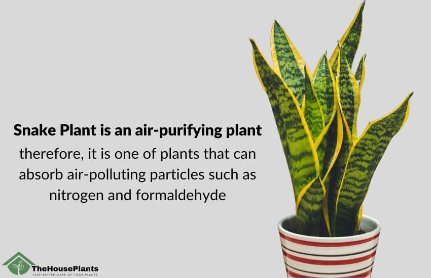 Snake Plant is an air-purifying plant