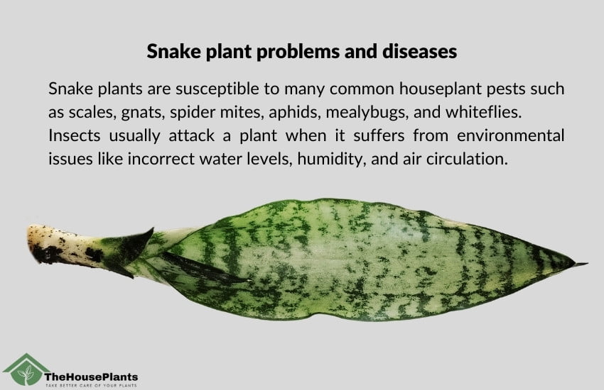 Snake plant problems and diseases