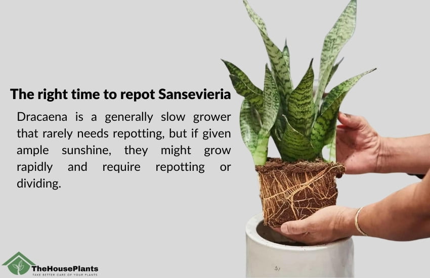 The right time to repot Sansevieria