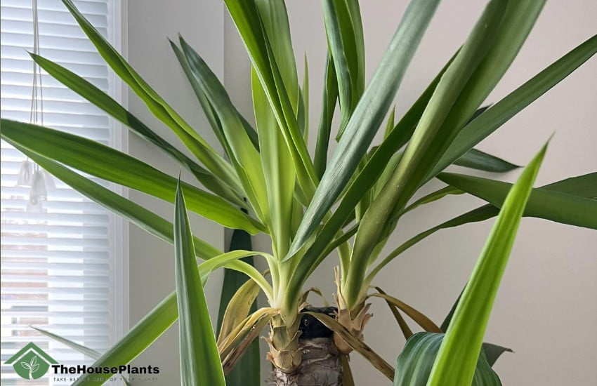 Yellowing of yucca leaves