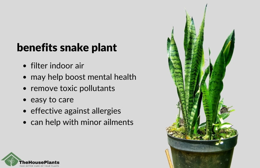 benefits snake plant