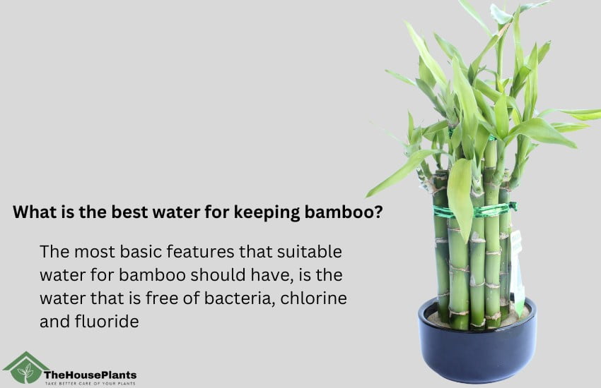 best water for keeping bamboo