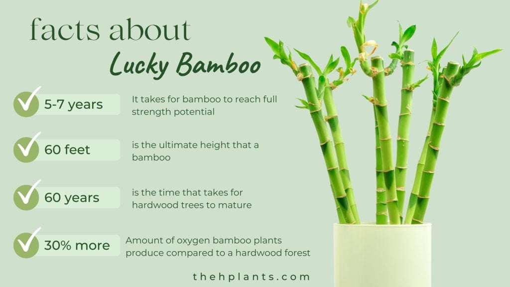 facts about lucky bamboo care