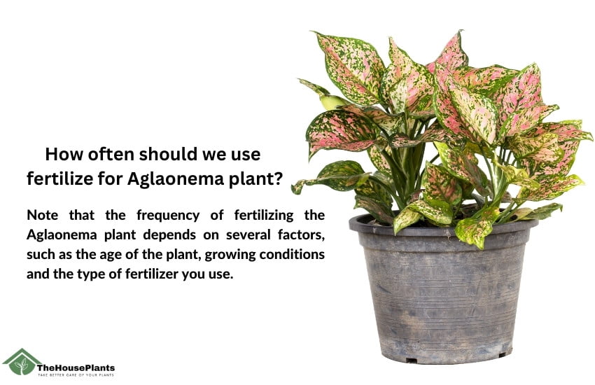 fertilize for Aglaonema plant