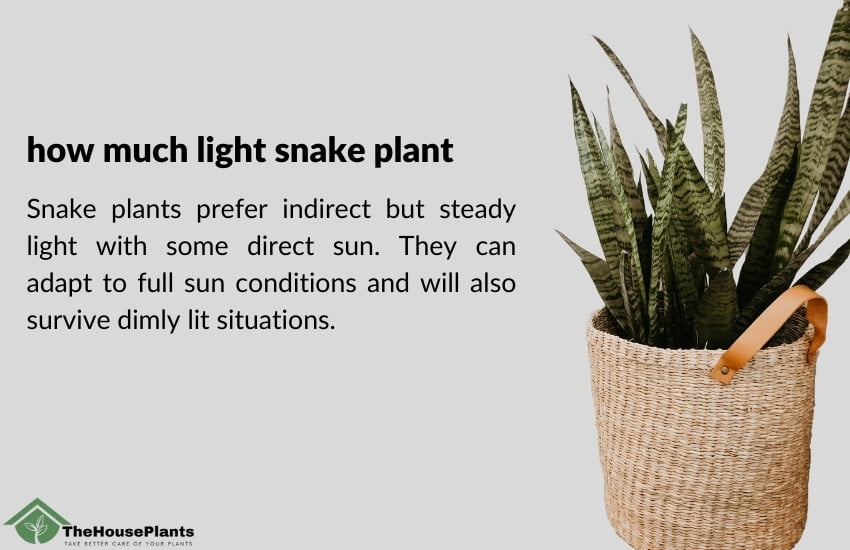 lights for snake plant care