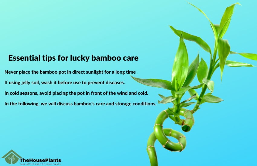  lucky bamboo care