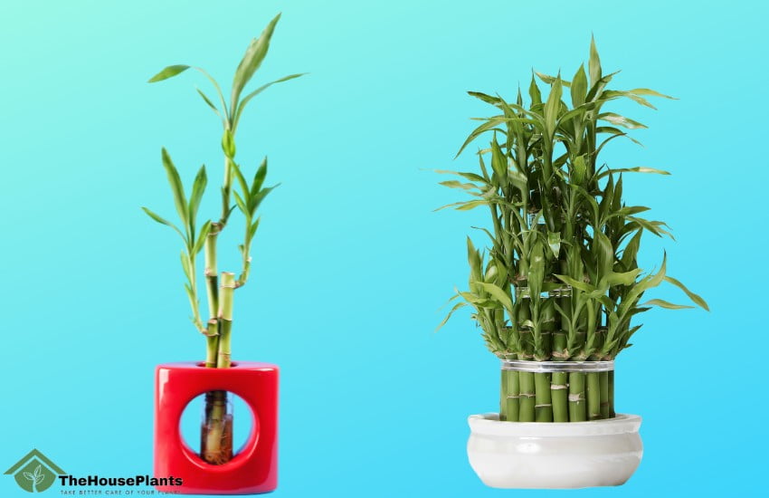 lucky bamboo plant care