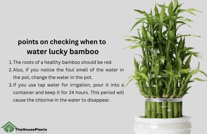points on checking when to  water lucky bamboo