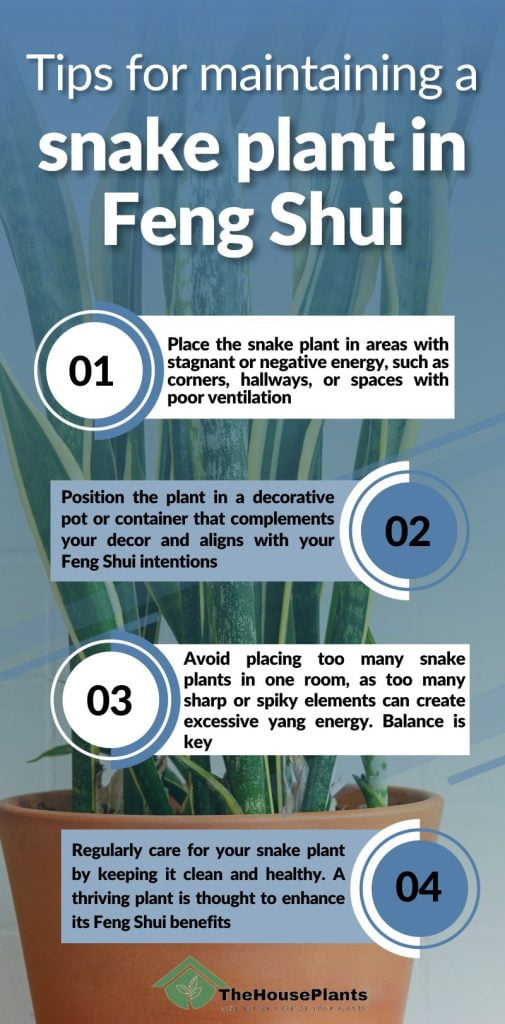 Tips for maintaining a snake plant in Feng Shui