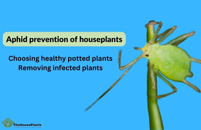 Aphid prevention of houseplants