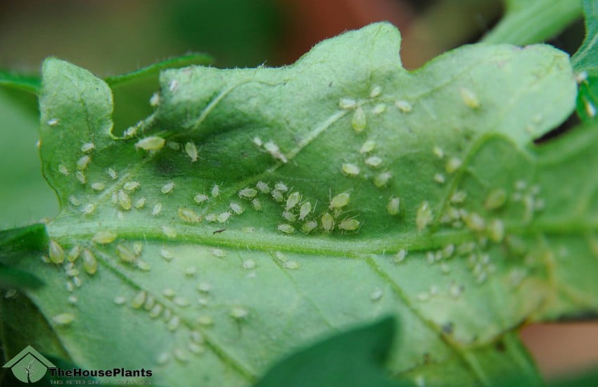 Aphids from pests of houseplants