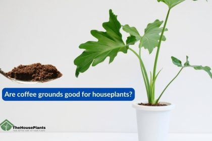 are coffee grounds good for houseplants