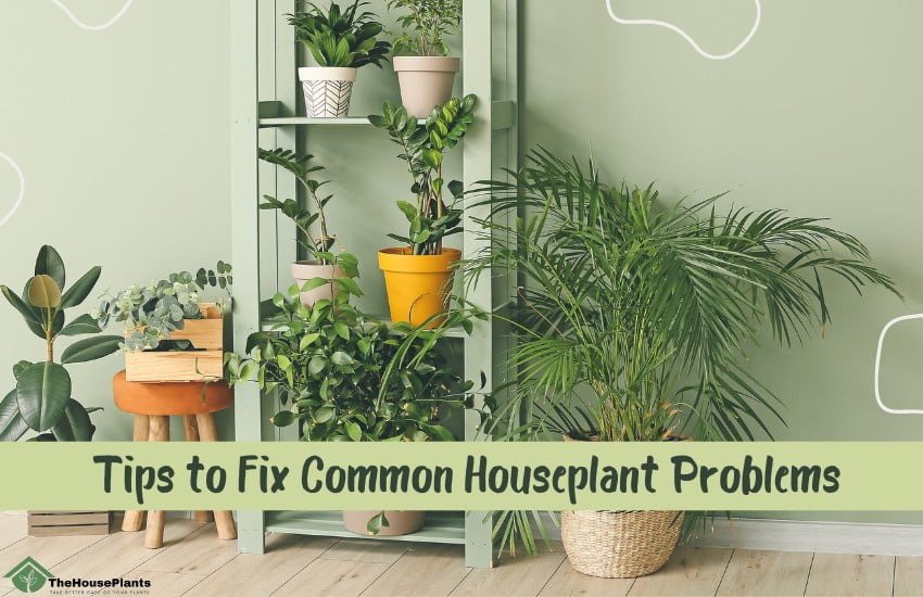 Common Houseplant Problems
