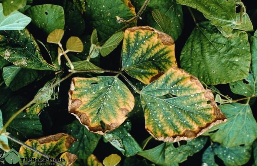Diseases of indoor plants from lack of nutrients