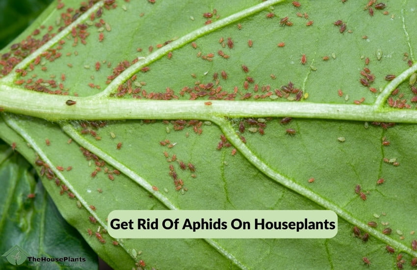 Get Rid Of Aphids On Houseplants