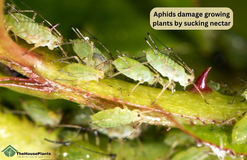 Aphids damage growing plants by sucking nectar