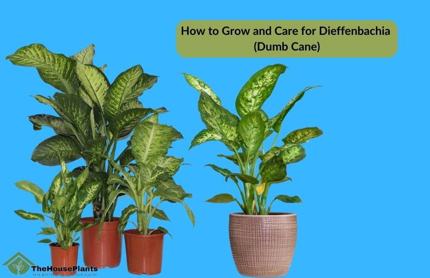 How to Grow and Care for Dieffenbachia