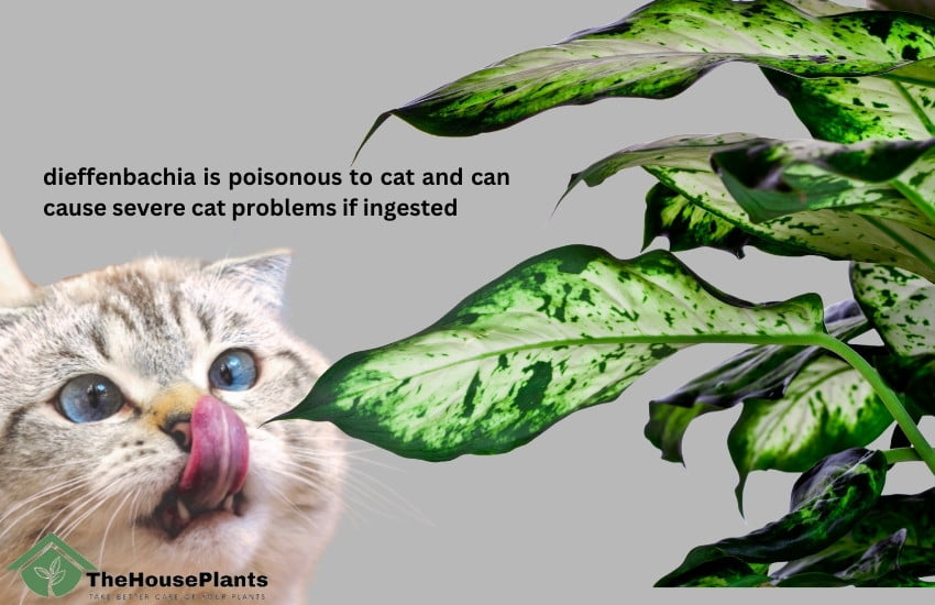 Is Dieffenbachia toxic to cats?
