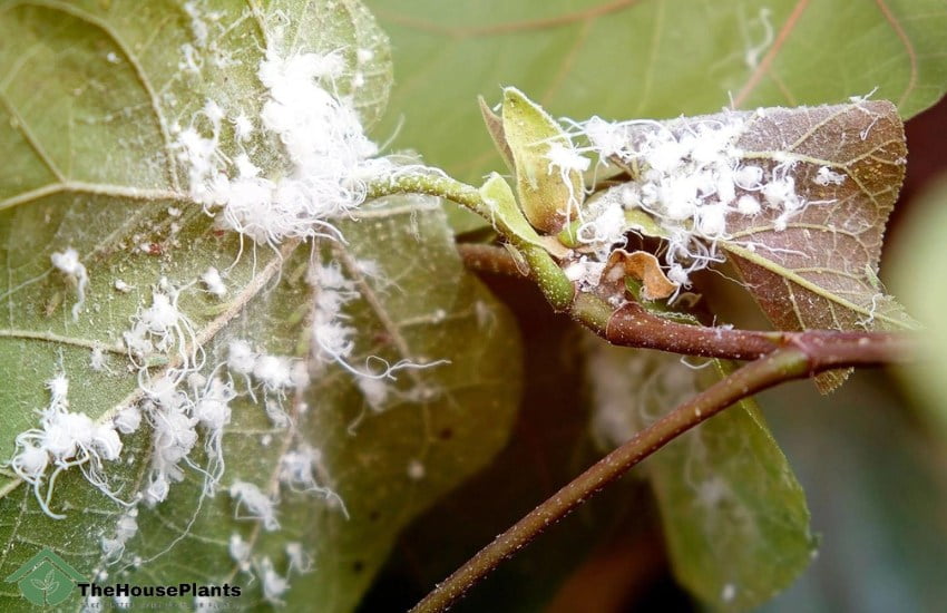 Mealybugs are the most common disease of houseplants