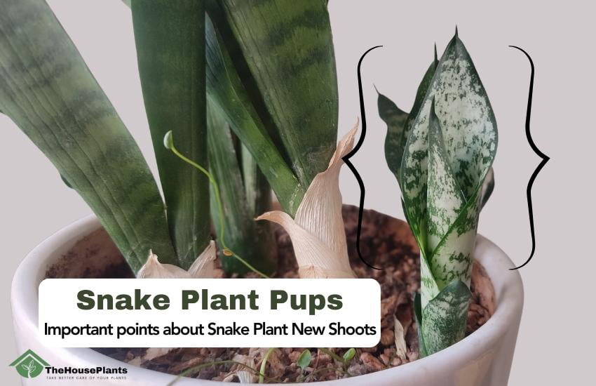 Snake Plant Pups