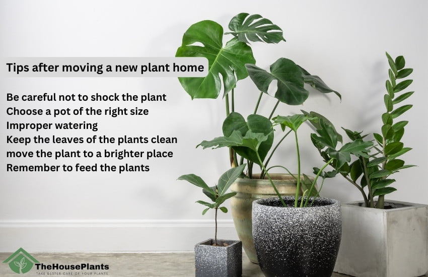 Tips after moving a new plant home