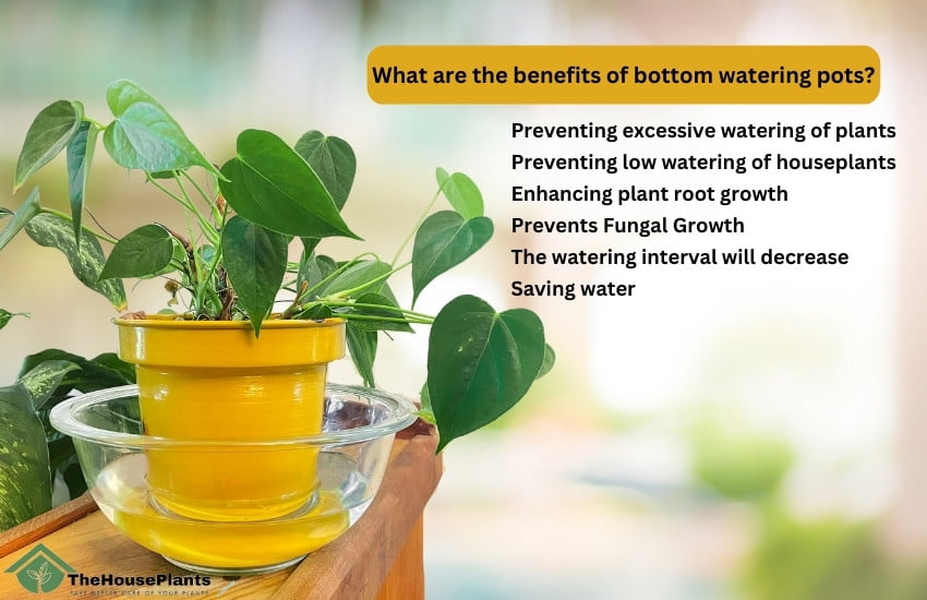 What are the benefits of bottom watering pots