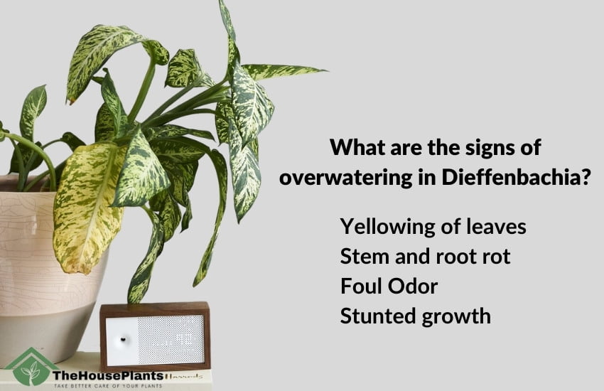 What are the signs of overwatering in Dieffenbachia