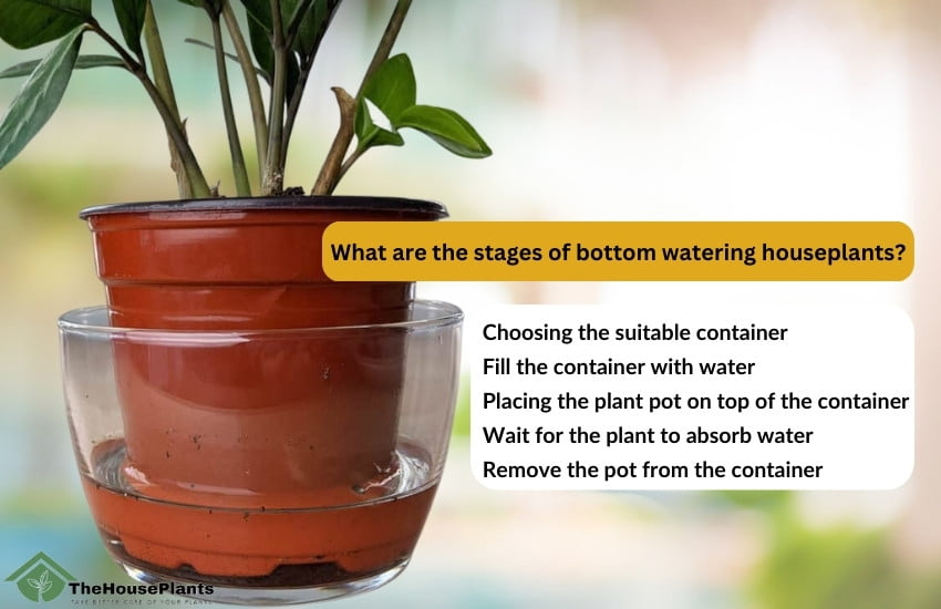 What are the stages of bottom watering houseplants