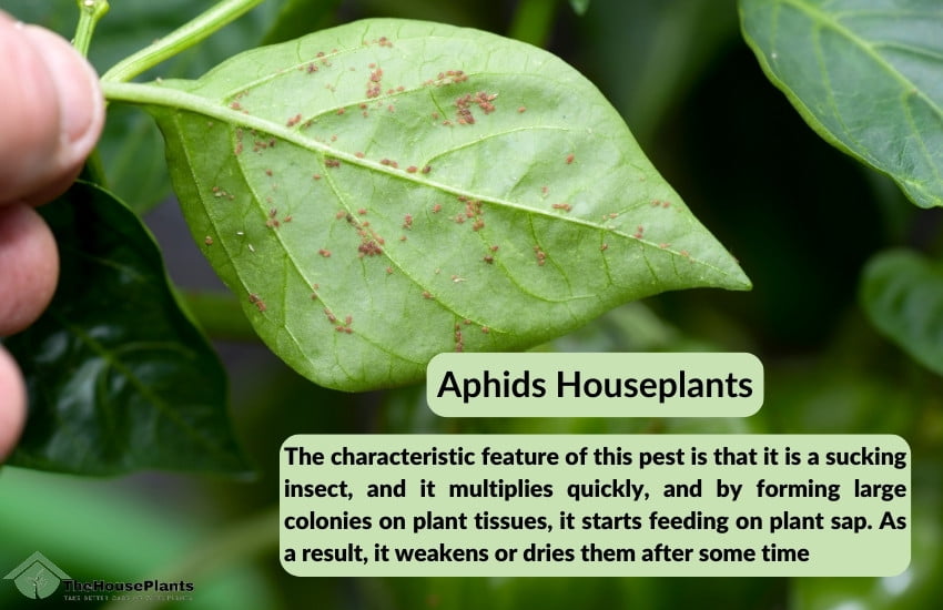 What is the main characteristic of aphids