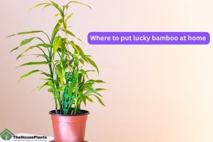 Where to put lucky bamboo at home
