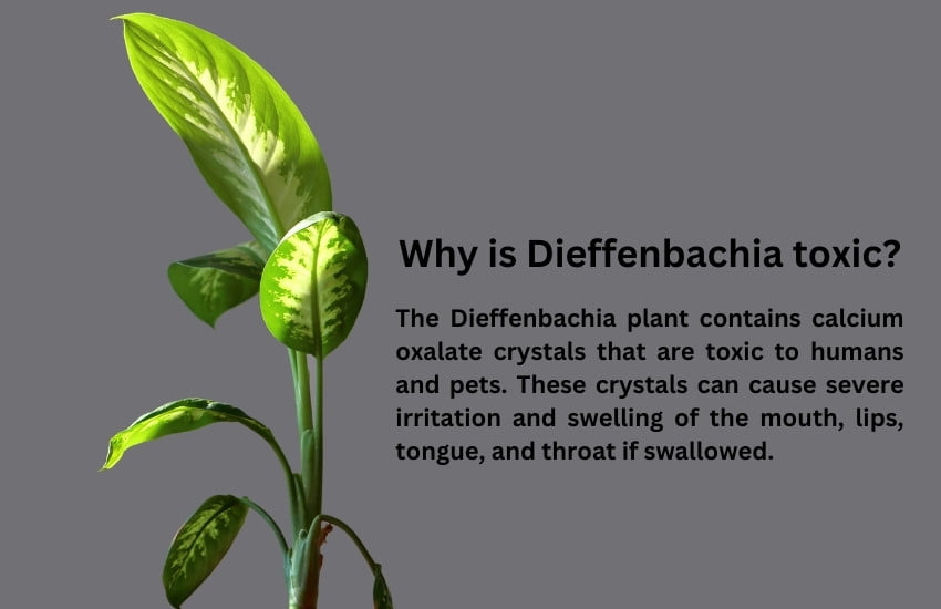 Why is Dieffenbachia toxic