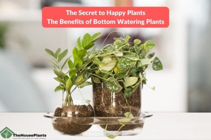 bottom watering plants
