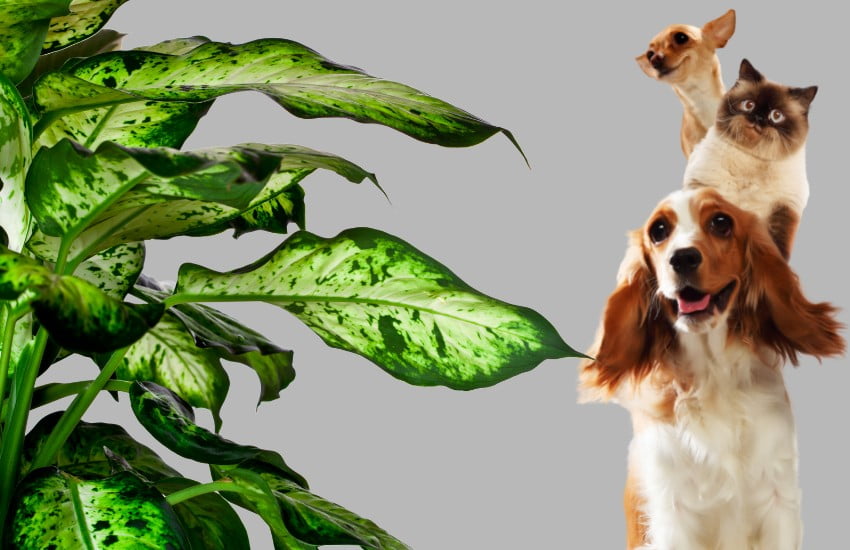 dieffenbachia toxic to cats and dog