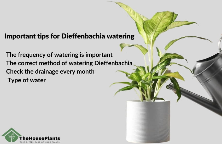 dieffenbachia watering