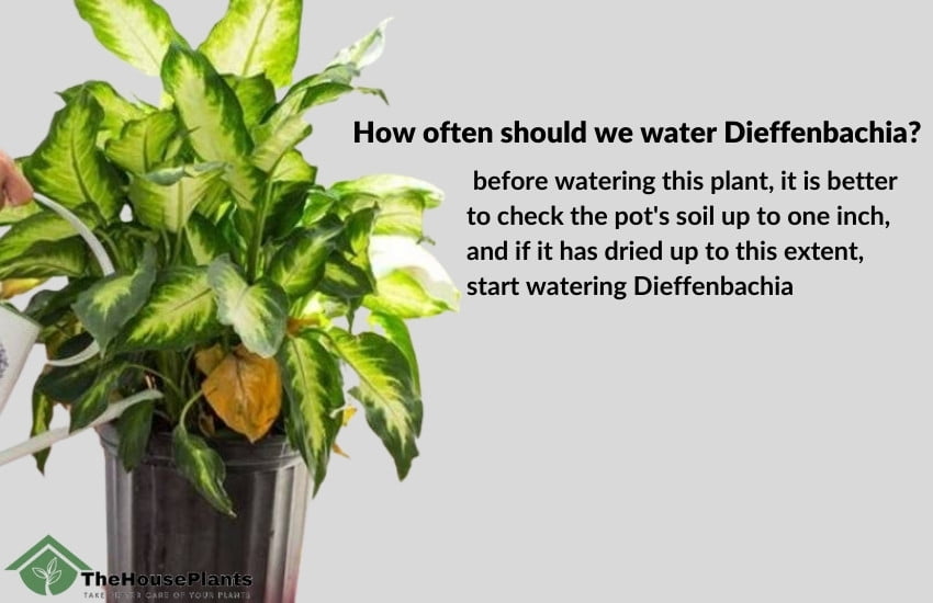 how often should you water dieffenbachia