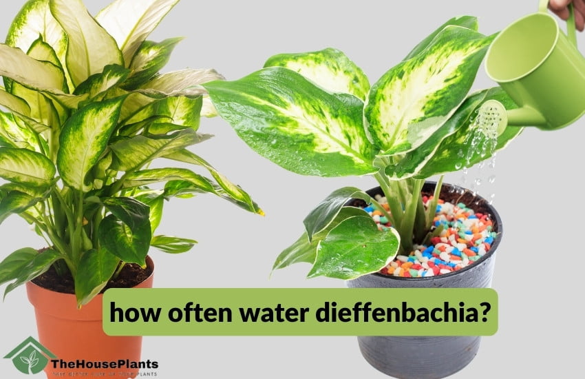 how often water dieffenbachia