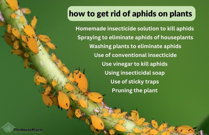 how to get rid of aphids on plants 