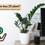 where to buy ZZ plant