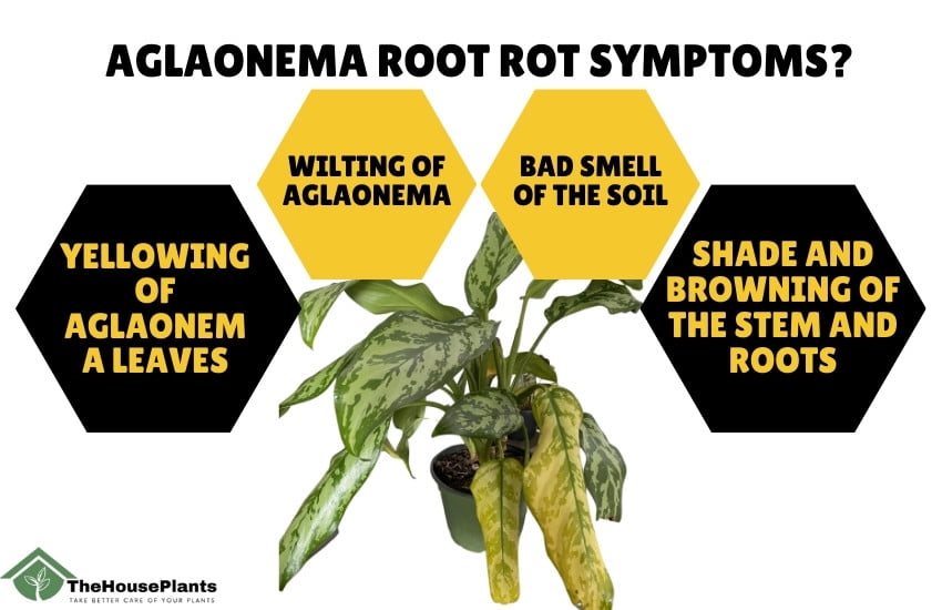 Aglaonema root rot symptoms?