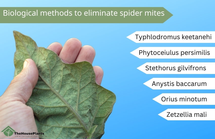 Biological methods to eliminate spider mites