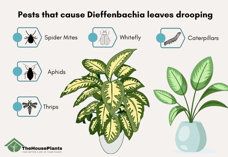 Pests that cause Dieffenbachia leaves drooping