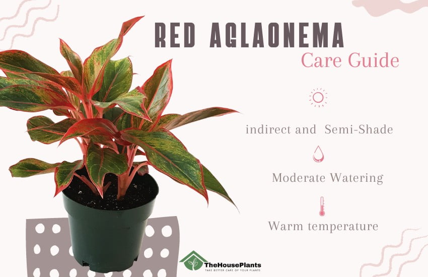 Red Aglaonema Care