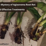 Say Goodbye to Aglaonema Root Rot