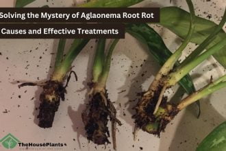 Say Goodbye to Aglaonema Root Rot