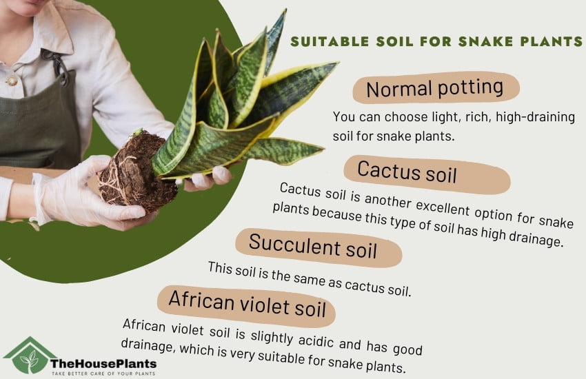 Suitable soil for snake plants