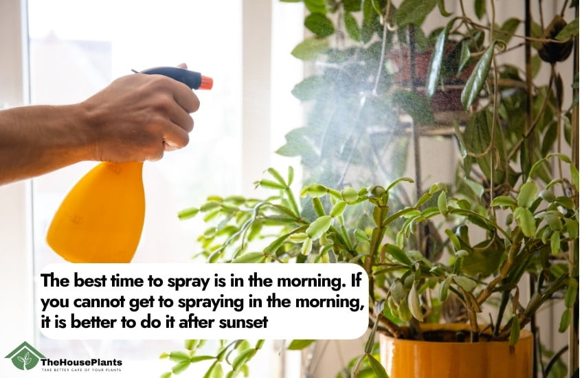 The best time to use pesticides for houseplants