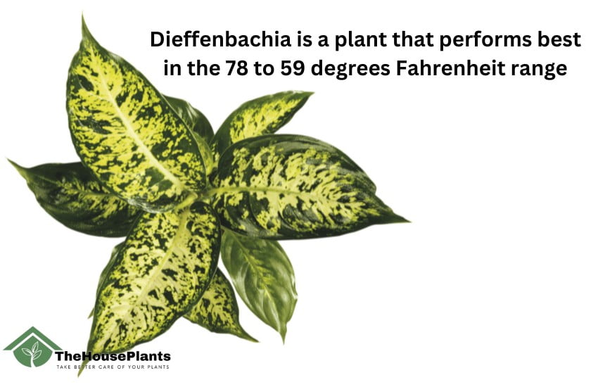 The effect of cold on Dieffenbachia leaf curling